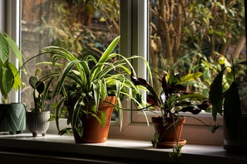 Plants on a windowsill representing decarbonisation of the home.